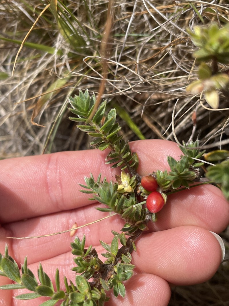 Pimelea oreophila subsp. lepta photo 3