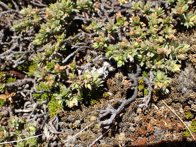 Pimelea oreophila subsp. lepta photo 4