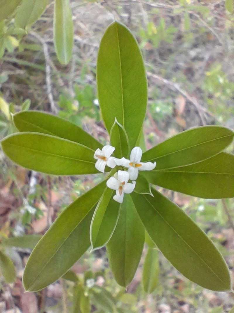 Pimelea plurinervia