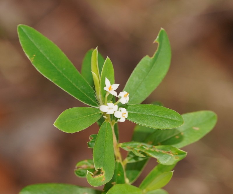 Pimelea plurinervia photo 2