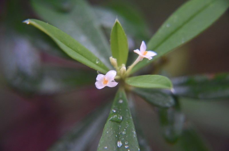 Pimelea plurinervia photo 3