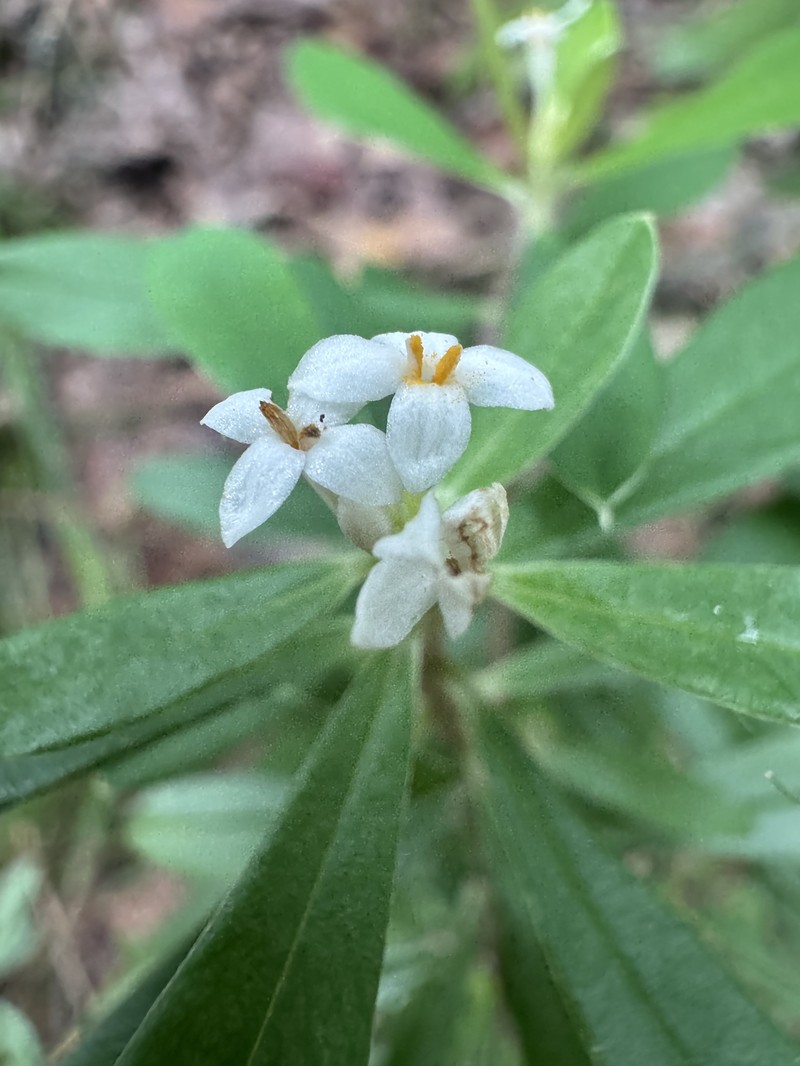 Pimelea plurinervia photo 6