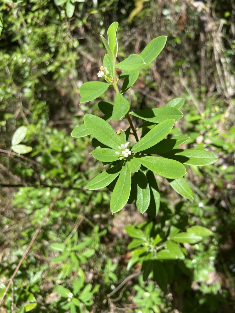 Pimelea plurinervia photo 7