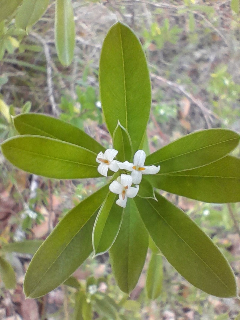 Pimelea plurinervia photo 8