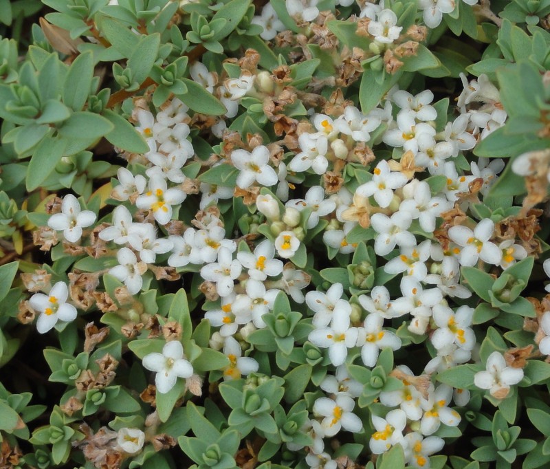 Pimelea prostrata subsp. prostrata