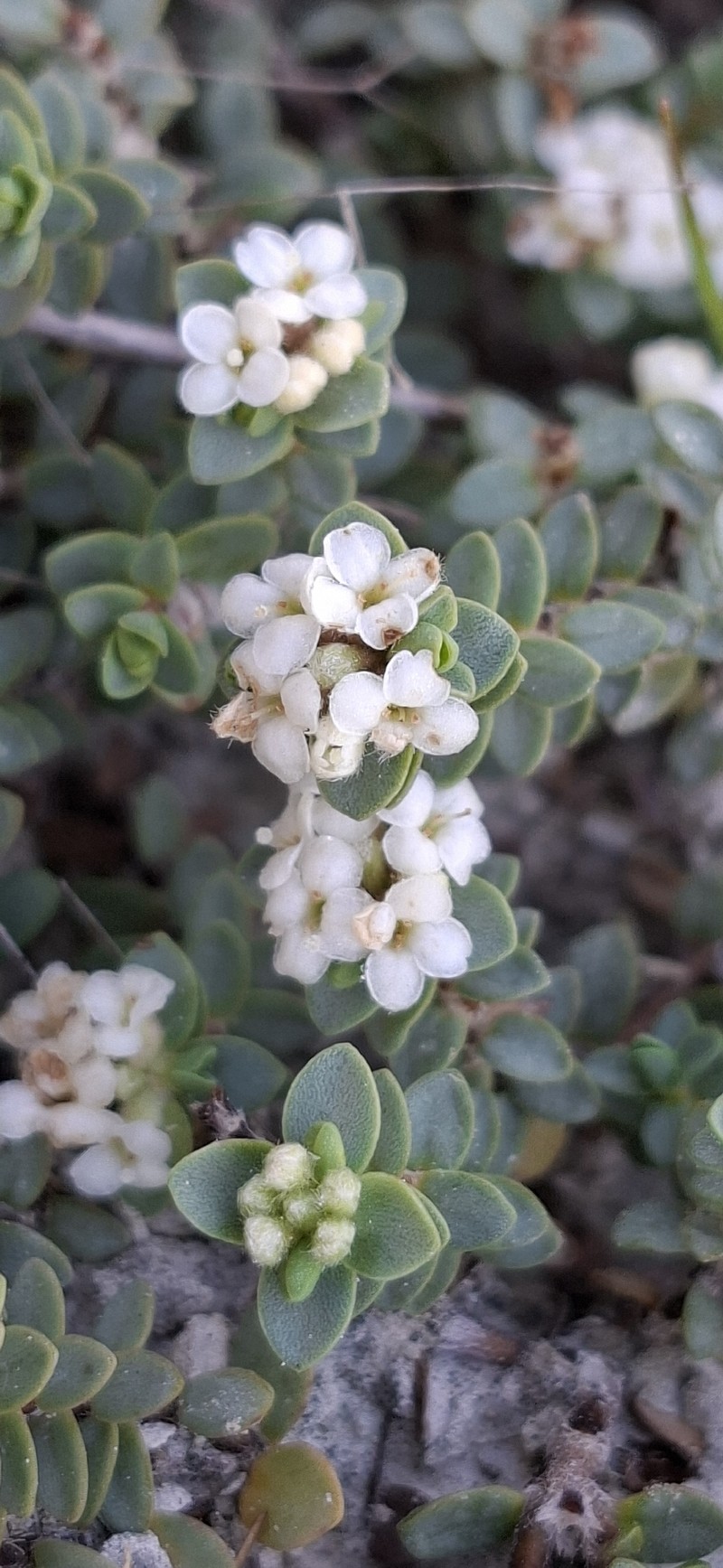 Pimelea prostrata subsp. prostrata photo 2