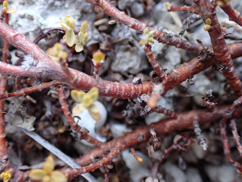 Pimelea prostrata subsp. prostrata photo 3
