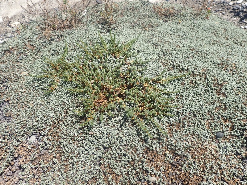 Pimelea prostrata subsp. prostrata photo 4
