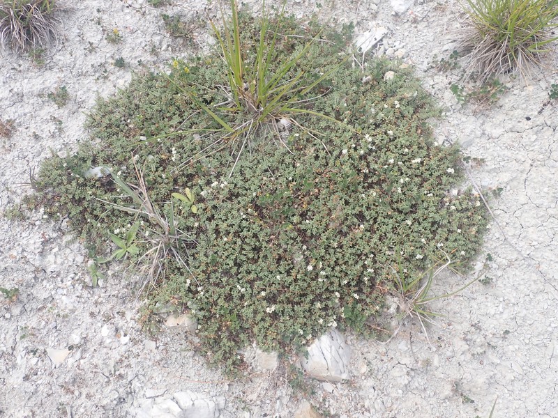 Pimelea prostrata subsp. prostrata photo 5