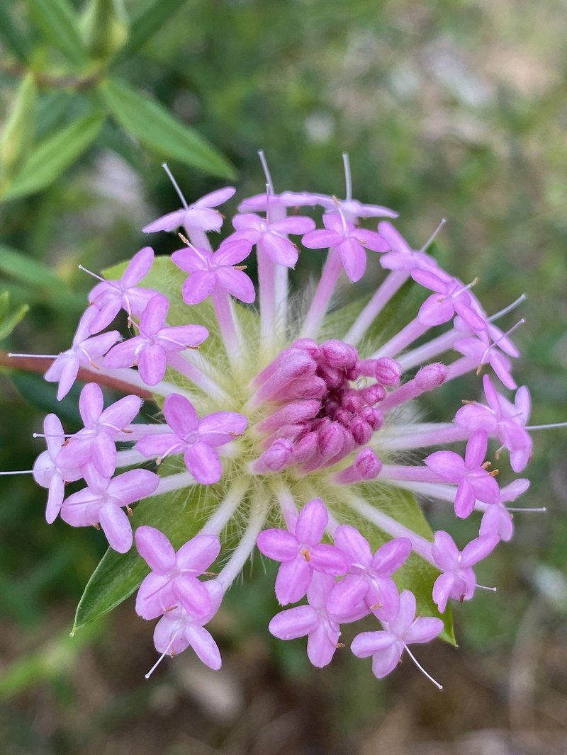 Pimelea rosea subsp. rosea