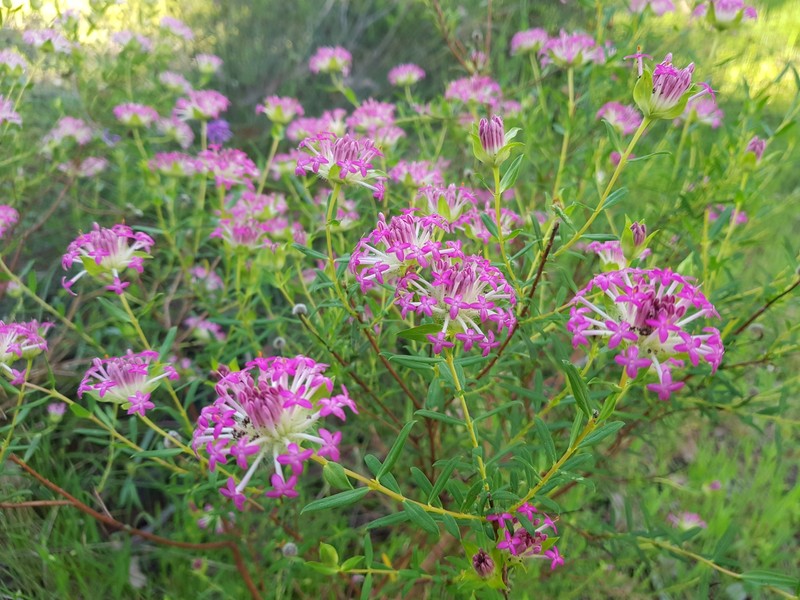 Pimelea rosea subsp. rosea photo 2