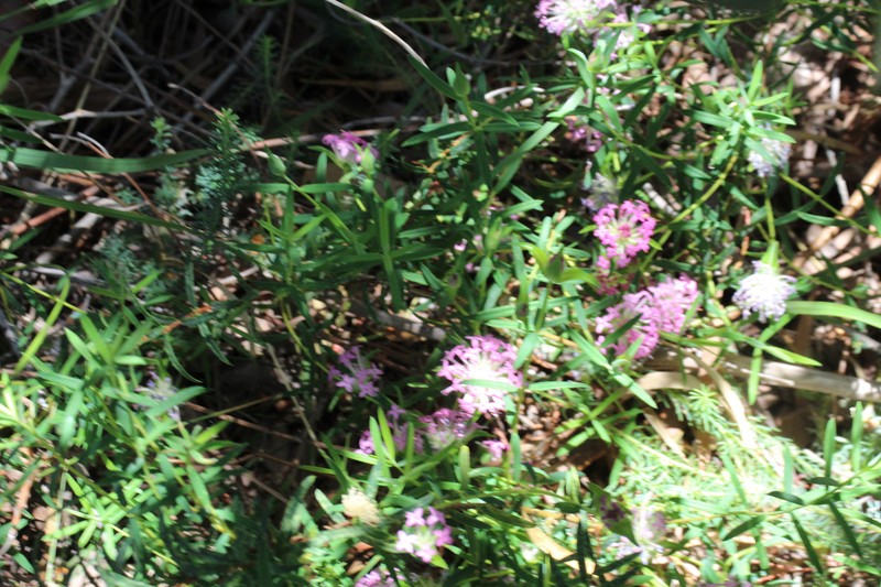Pimelea rosea subsp. rosea photo 3
