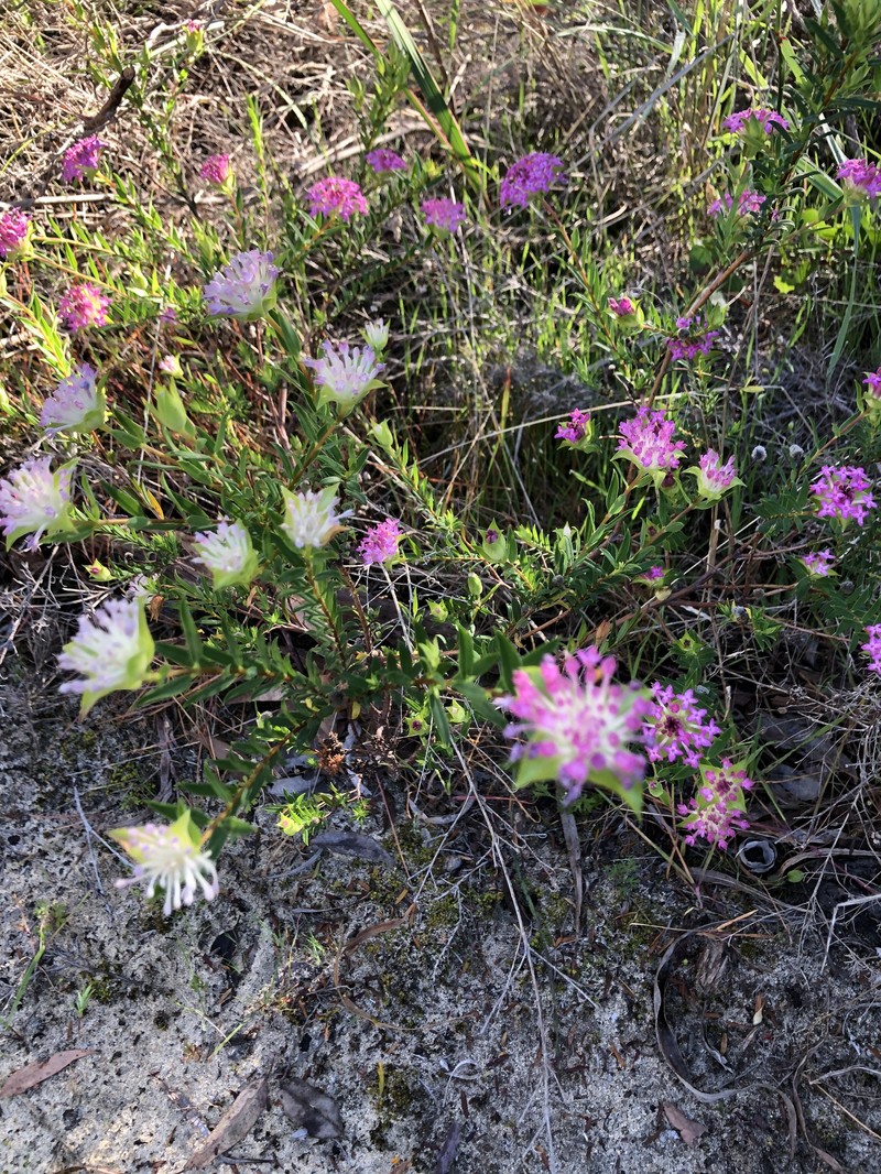 Pimelea rosea subsp. rosea photo 4