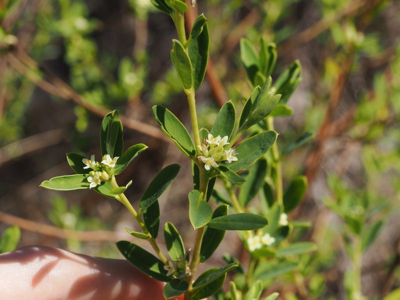 Pimelea rupestris