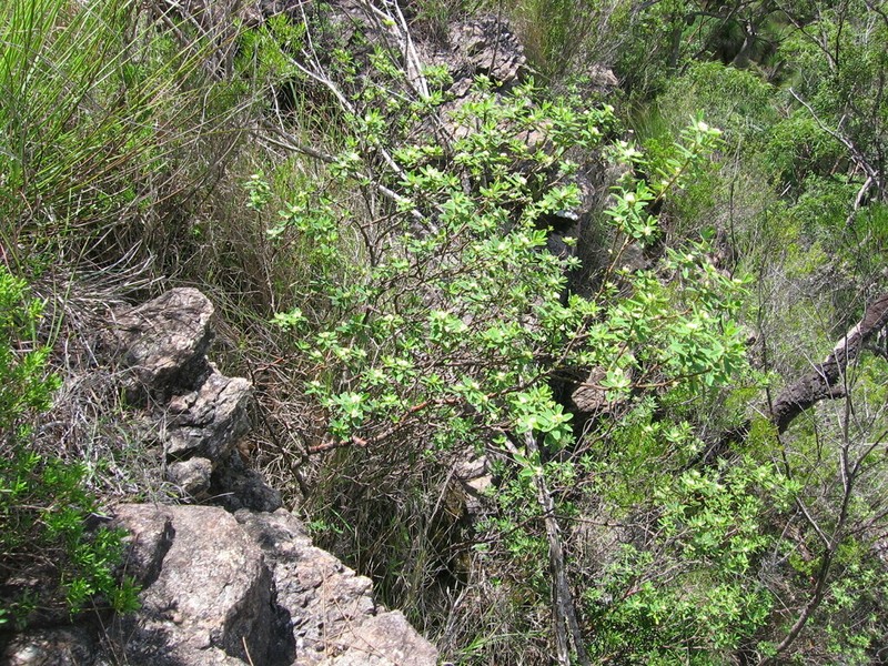 Pimelea rupestris photo 3