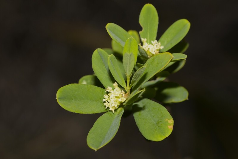 Pimelea rupestris photo 5