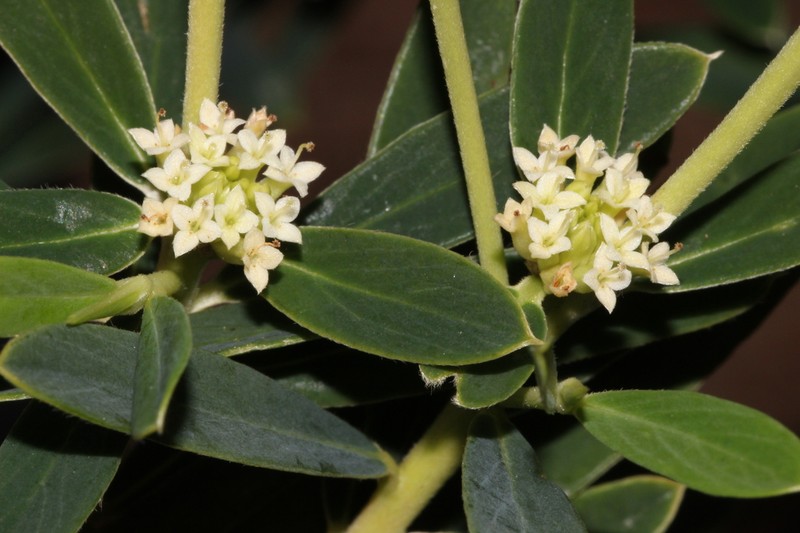 Pimelea rupestris photo 6