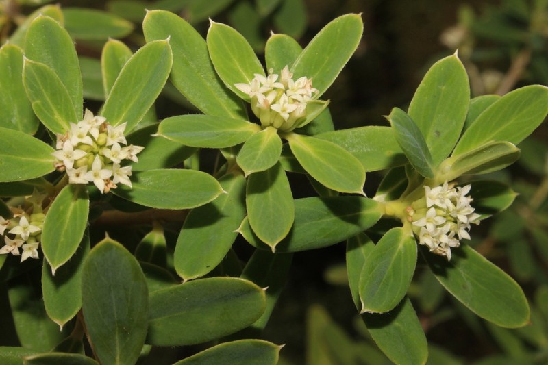 Pimelea rupestris photo 7