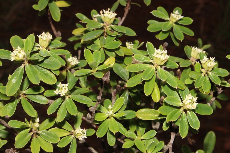 Pimelea rupestris photo 8
