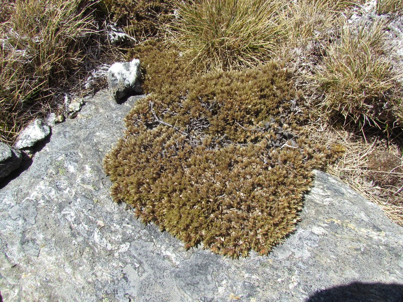 Pimelea sericeovillosa subsp. alta