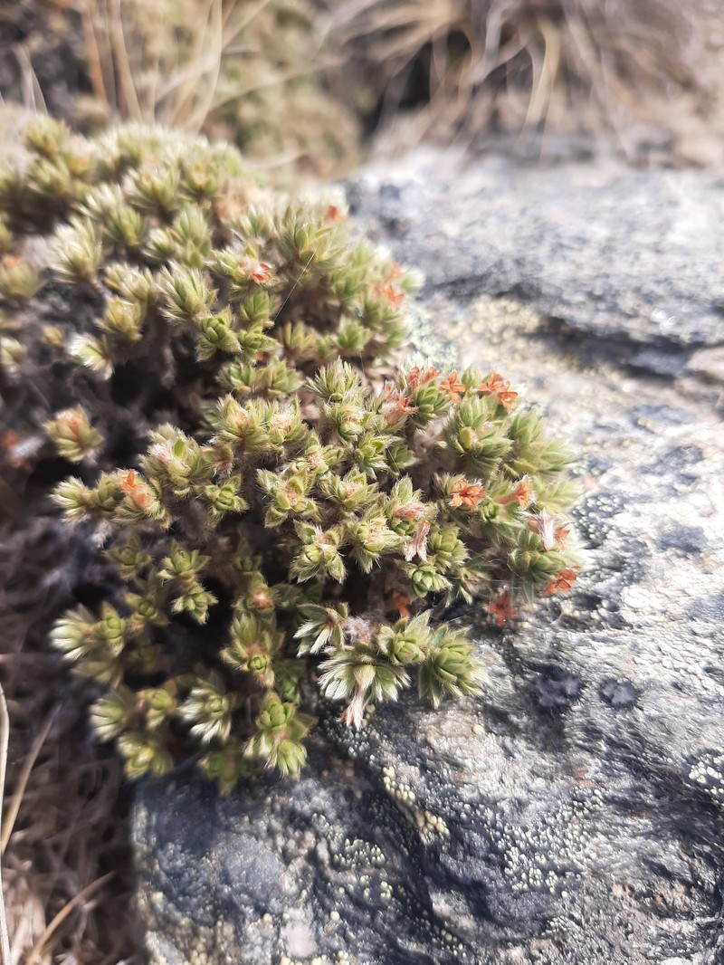 Pimelea sericeovillosa subsp. alta photo 2