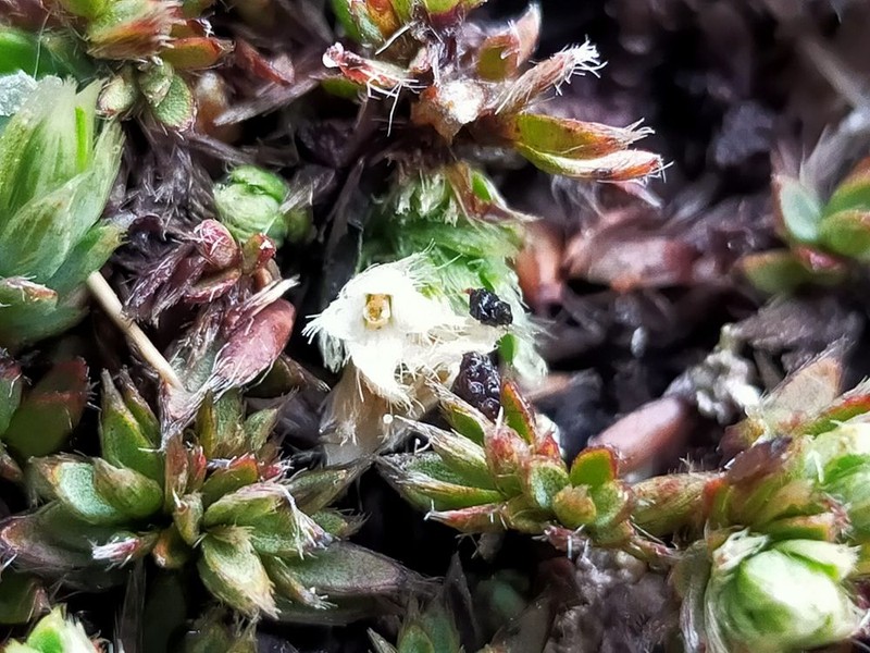 Pimelea sericeovillosa subsp. alta photo 3