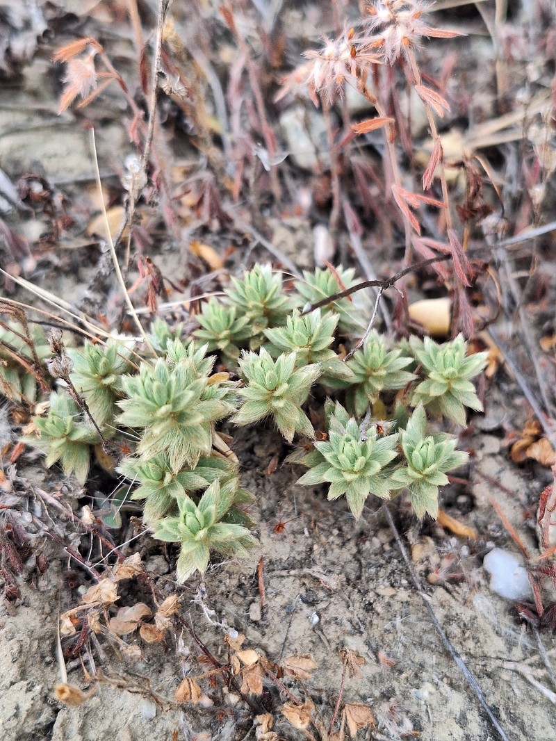 Pimelea sericeovillosa subsp. pulvinaris