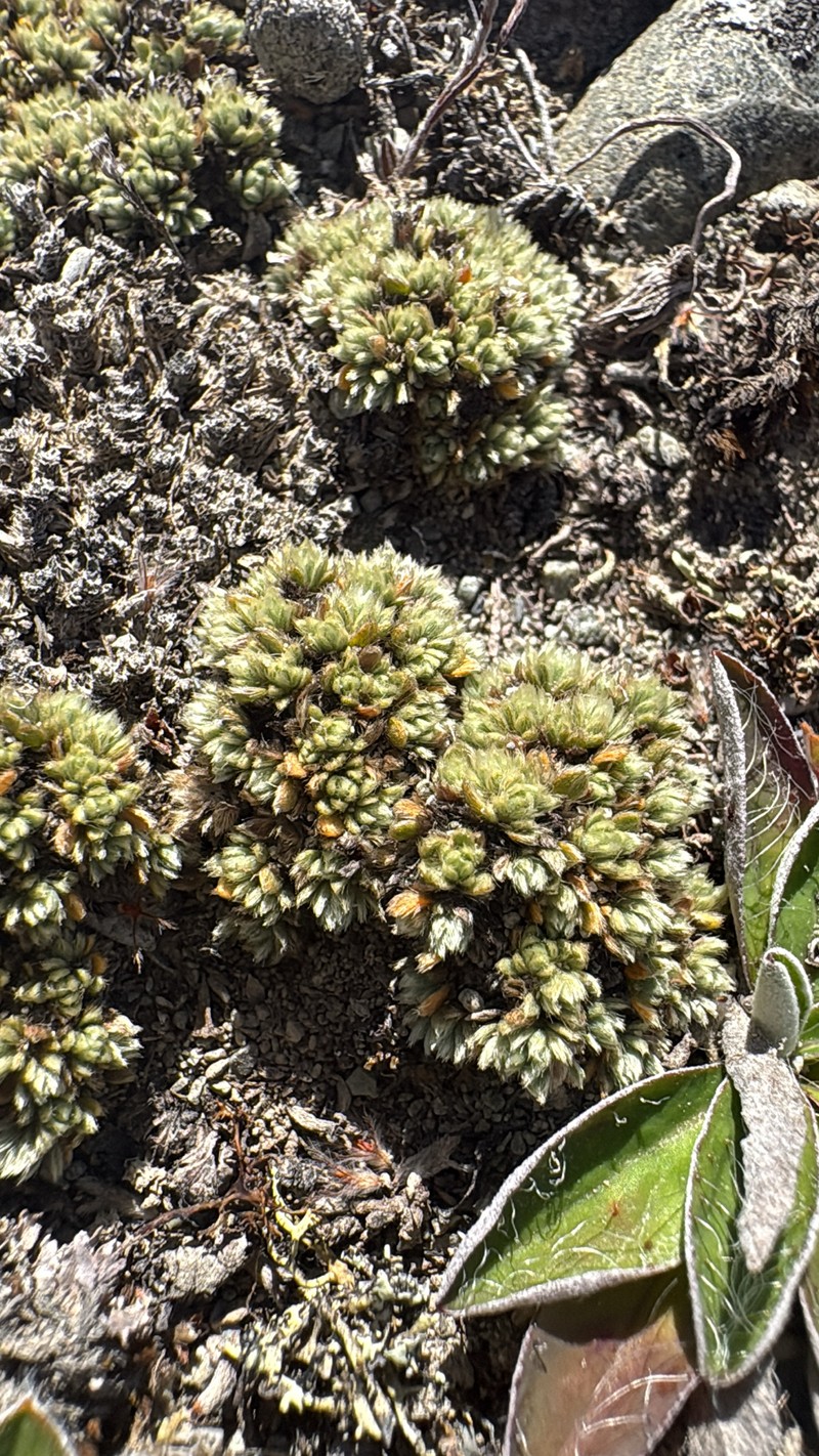 Pimelea sericeovillosa subsp. pulvinaris photo 2