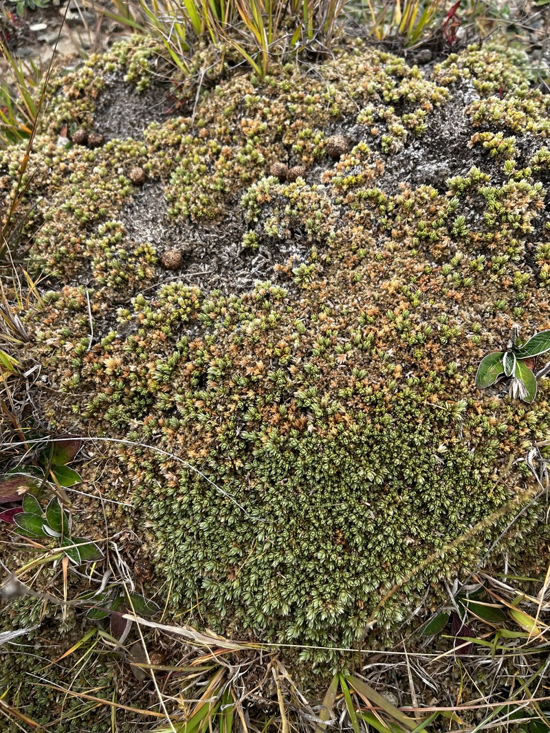 Pimelea sericeovillosa subsp. pulvinaris photo 3
