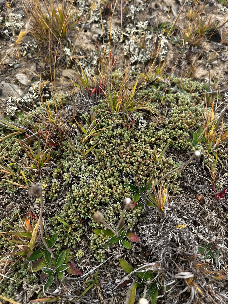 Pimelea sericeovillosa subsp. pulvinaris photo 4