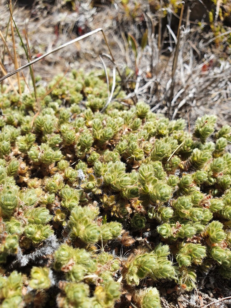 Pimelea sericeovillosa subsp. sericeovillosa
