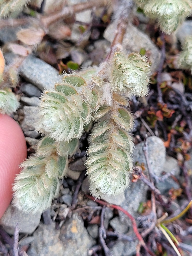 Pimelea sericeovillosa subsp. sericeovillosa photo 2