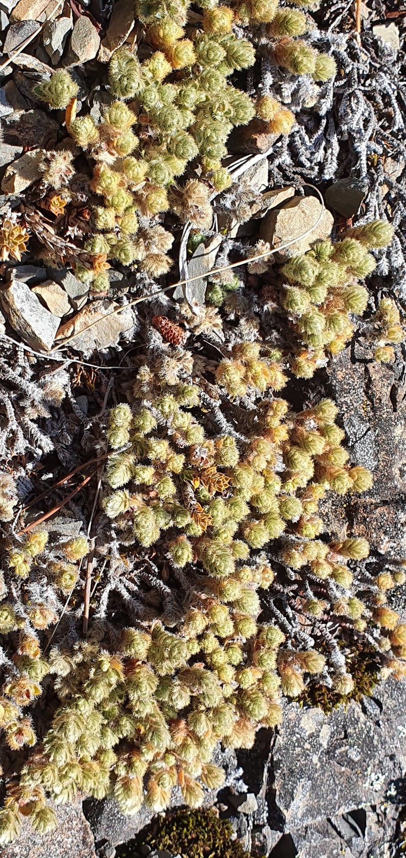 Pimelea sericeovillosa subsp. sericeovillosa photo 3