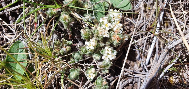 Pimelea sericeovillosa subsp. sericeovillosa photo 4