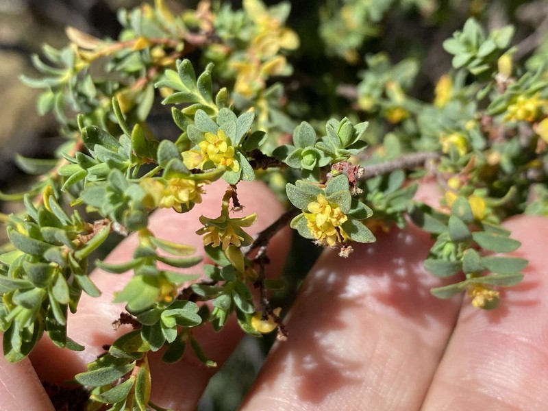 Pimelea serpyllifolia subsp. serpyllifolia