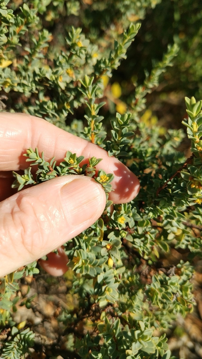 Pimelea serpyllifolia subsp. serpyllifolia photo 2