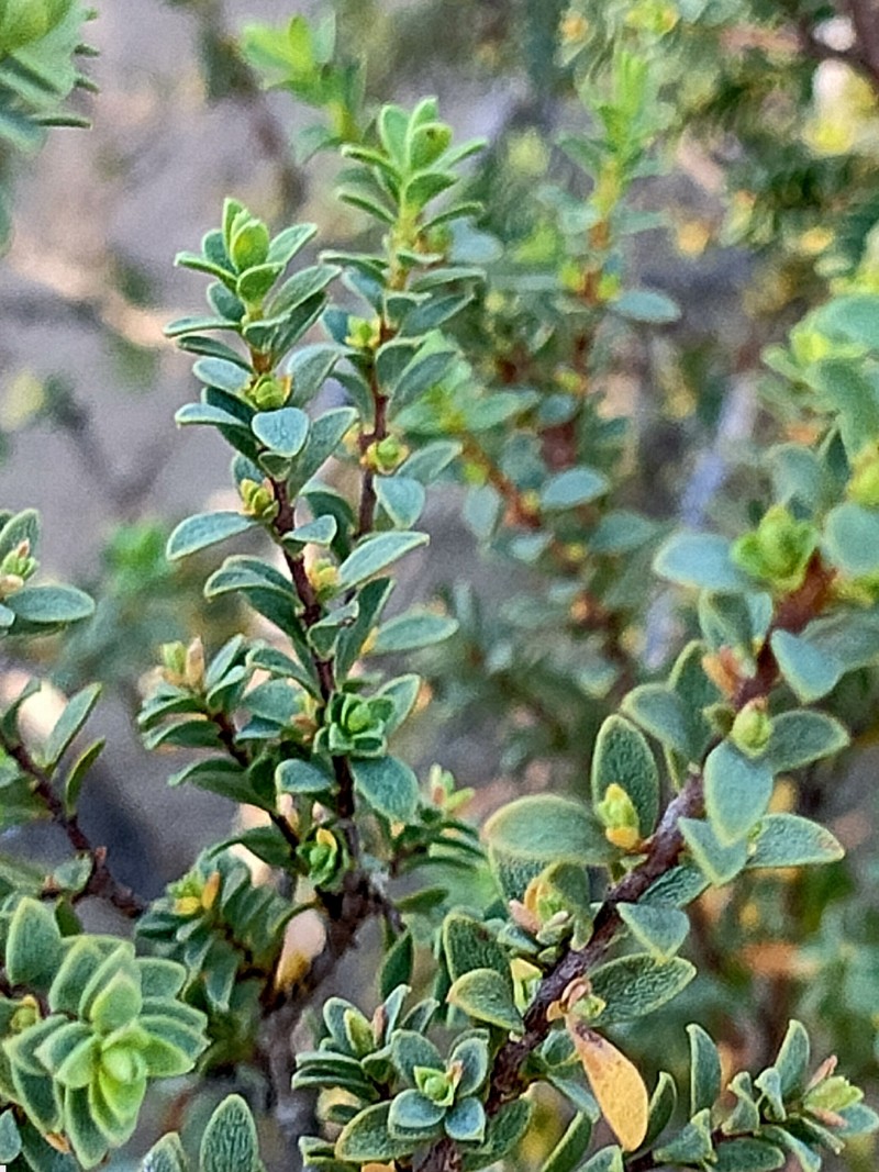 Pimelea serpyllifolia subsp. serpyllifolia photo 3