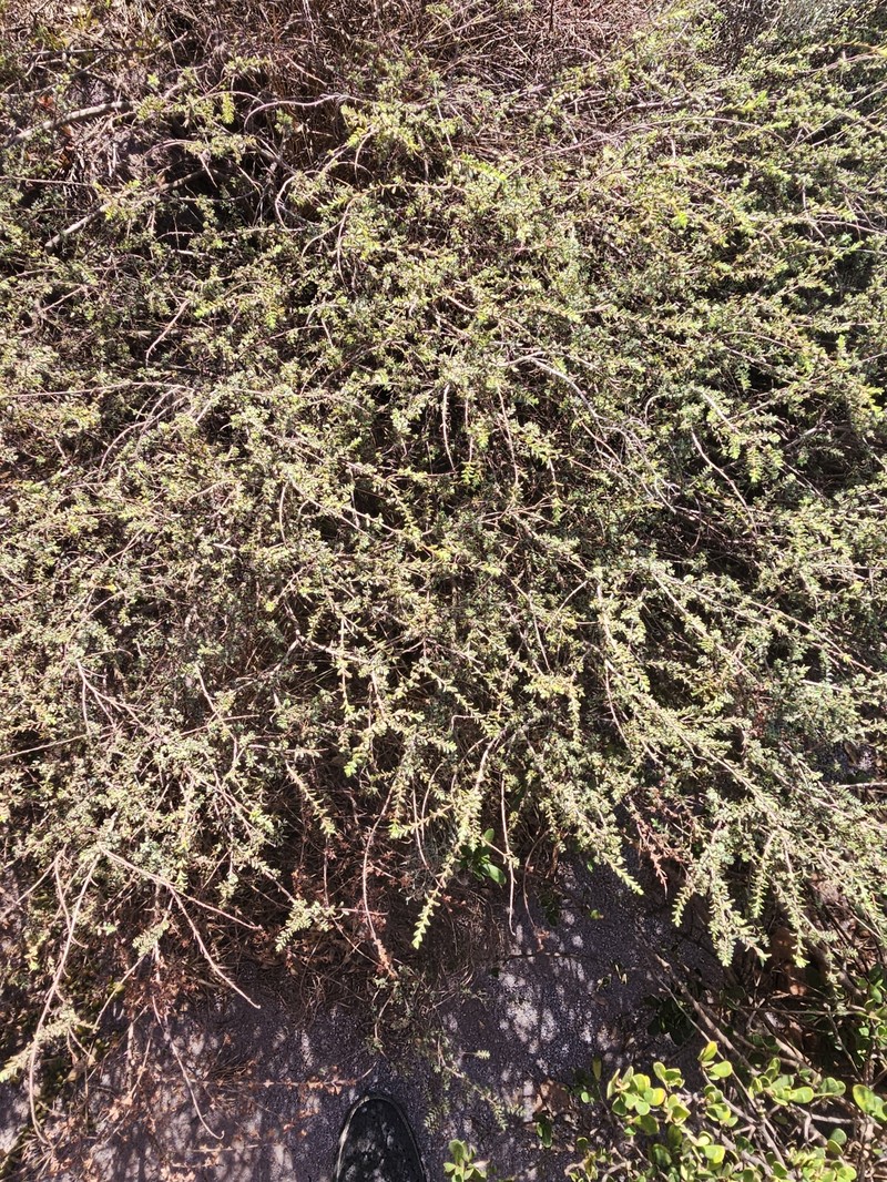 Pimelea serpyllifolia subsp. serpyllifolia photo 4