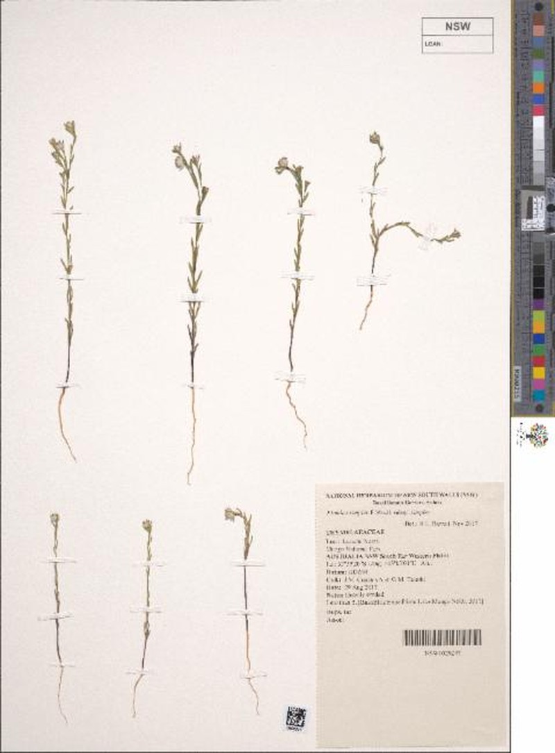 Pimelea simplex subsp. simplex