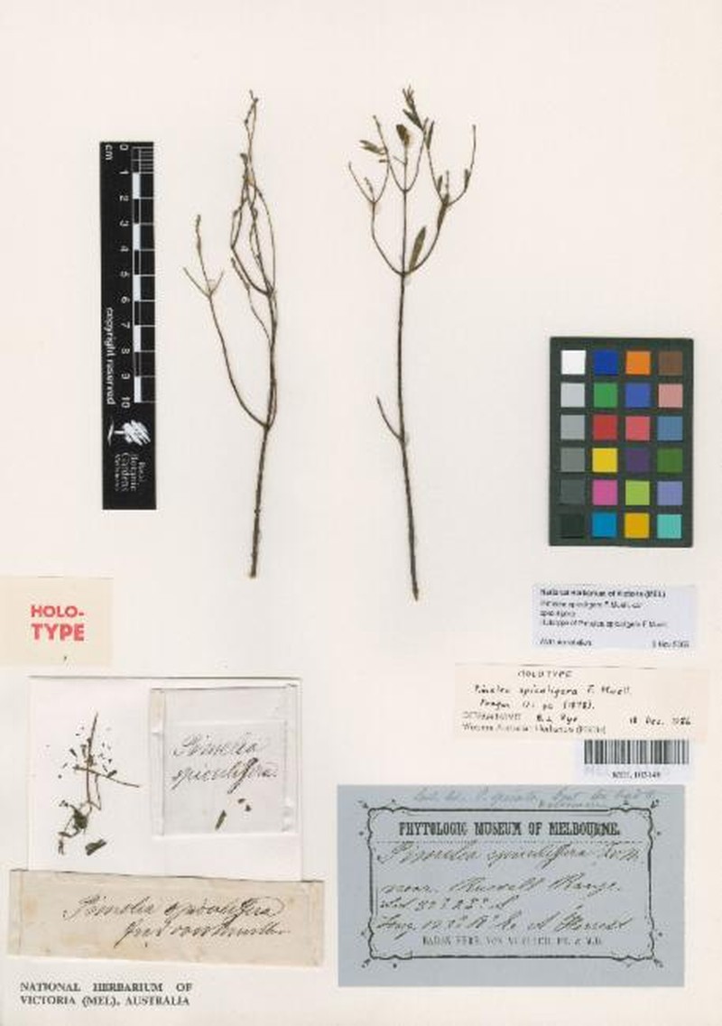 Pimelea spiculigera var. spiculigera