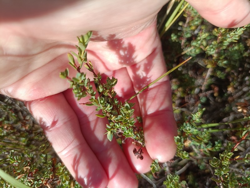 Pimelea spinescens subsp. spinescens