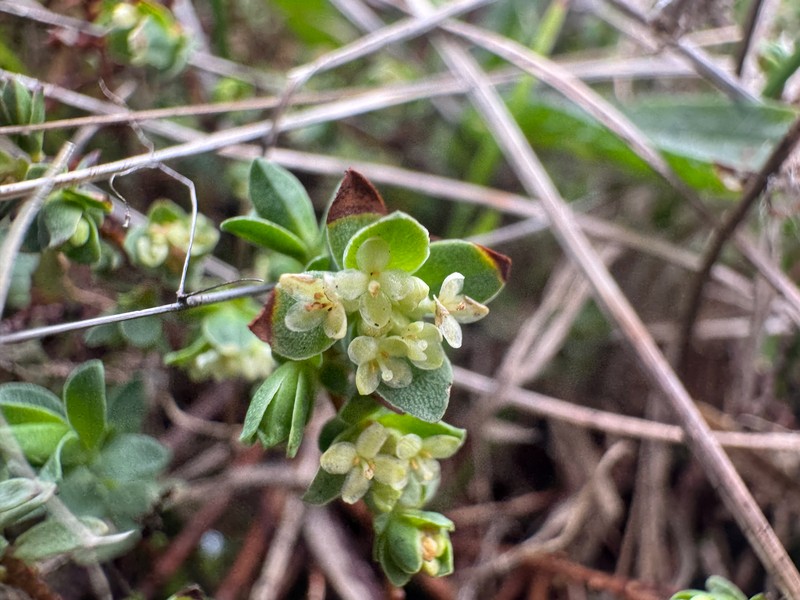 Pimelea spinescens subsp. spinescens photo 2