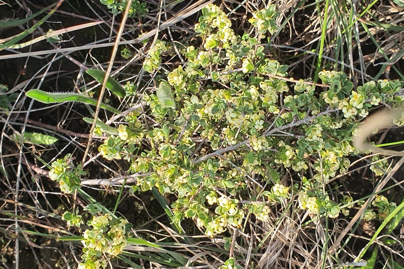 Pimelea spinescens subsp. spinescens photo 3