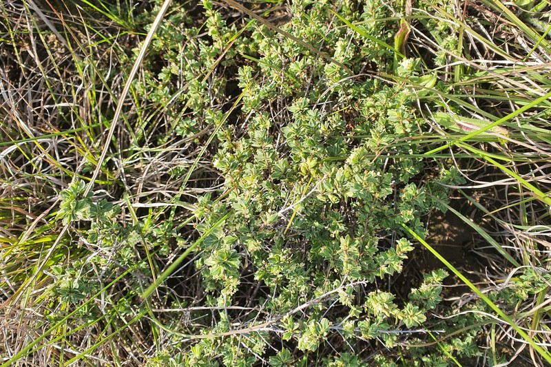 Pimelea spinescens subsp. spinescens photo 4