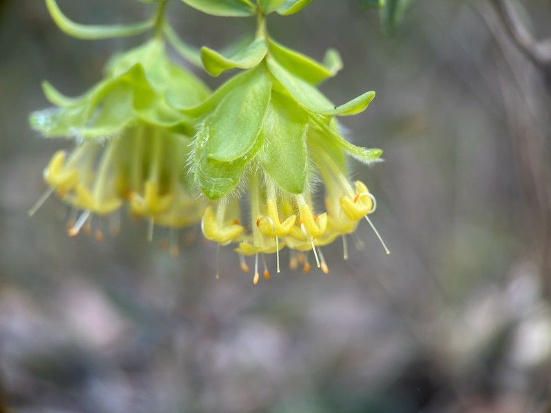 Pimelea suaveolens subsp. suaveolens