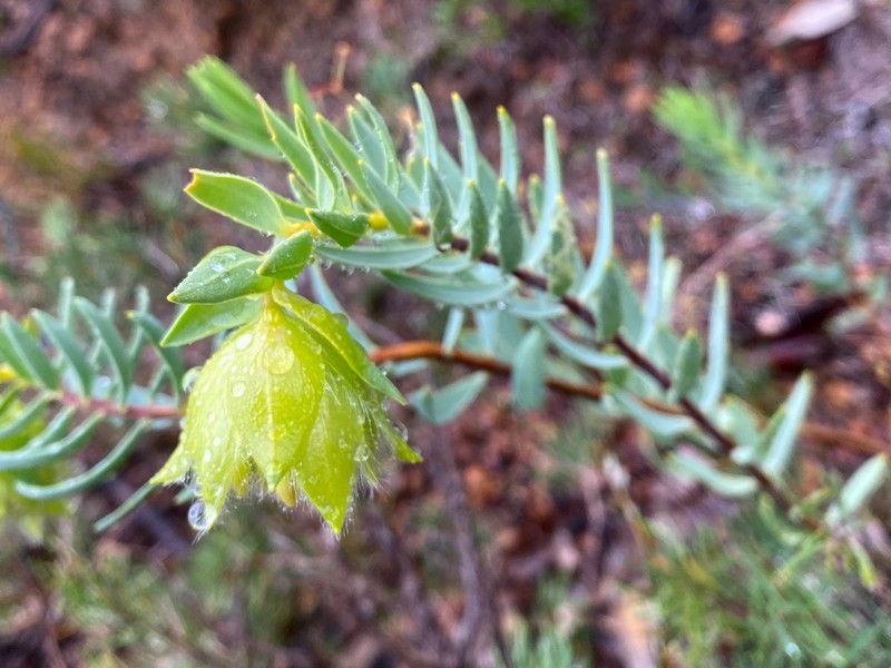 Pimelea suaveolens subsp. suaveolens photo 2