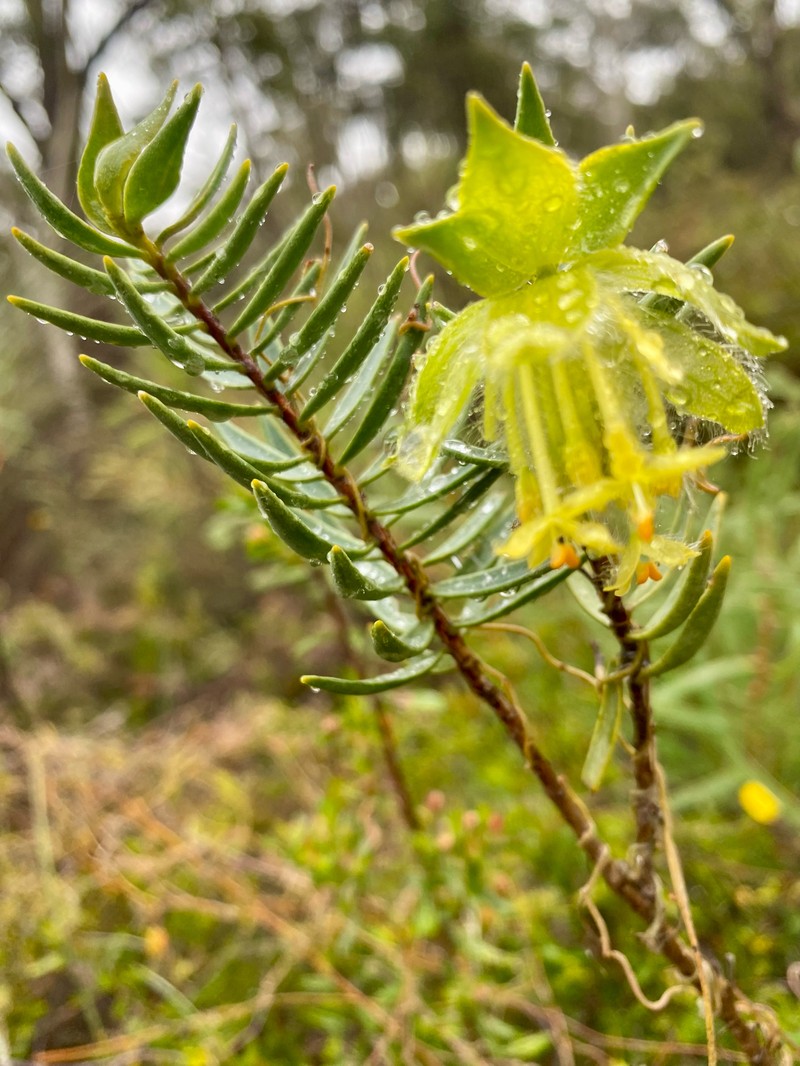 Pimelea suaveolens subsp. suaveolens photo 3