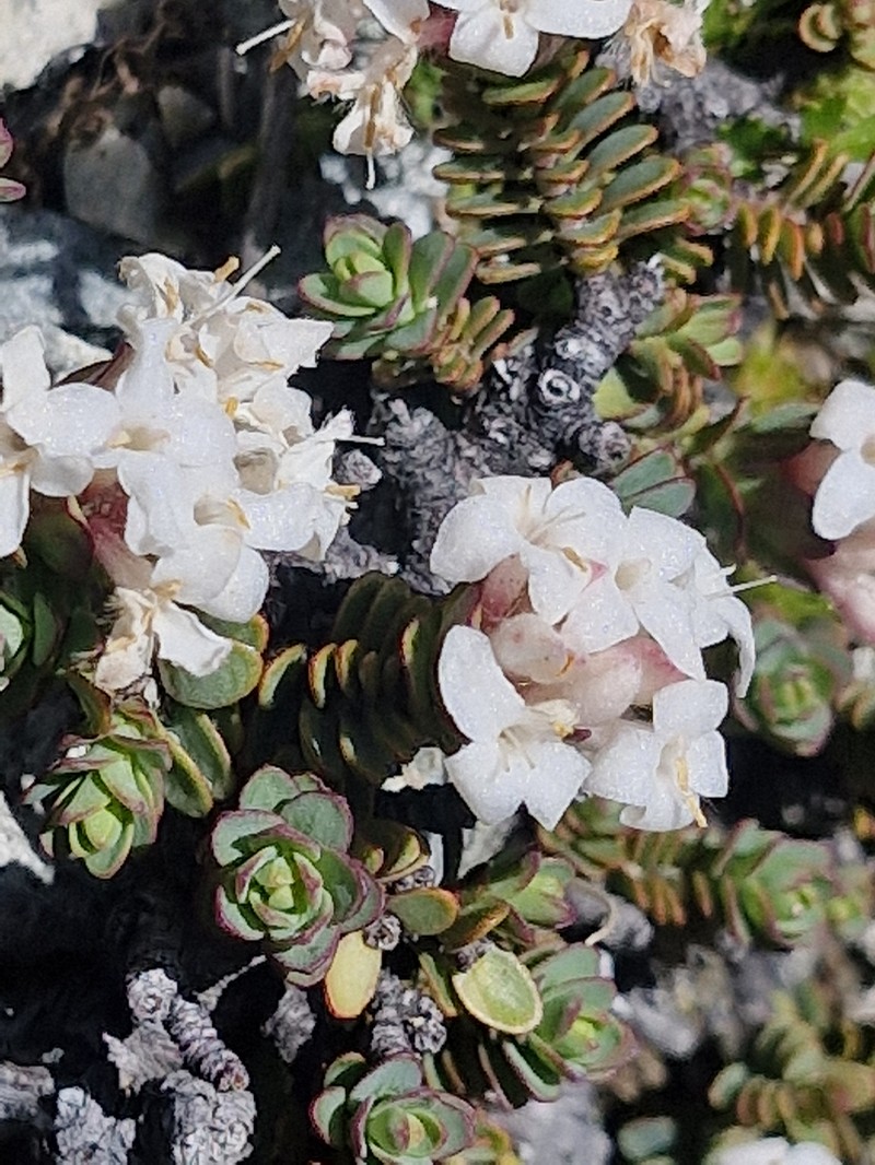 Pimelea traversii subsp. traversii