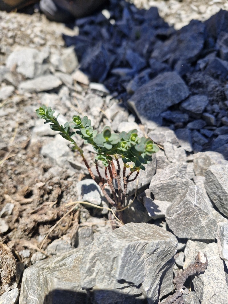 Pimelea traversii subsp. traversii photo 2