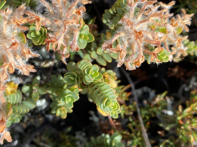 Pimelea traversii subsp. traversii photo 3